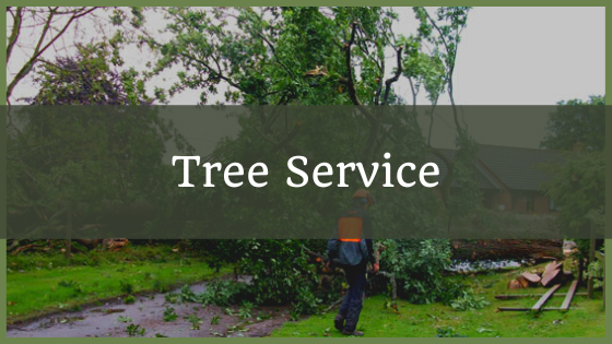 Why Hire Professional Tree Services?