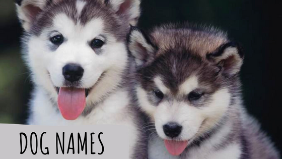 Pawesome Ideas For Badass Dog Names