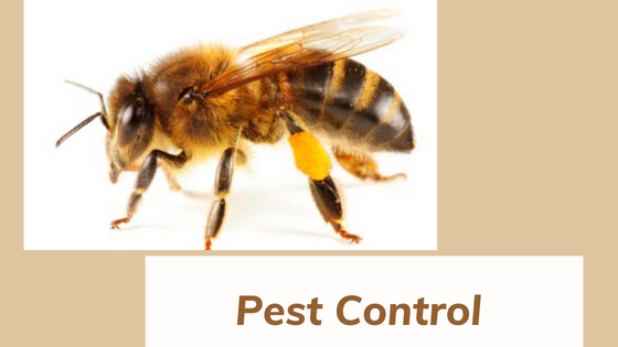 How To Prevent Pest Infestation in Your Perth Home?