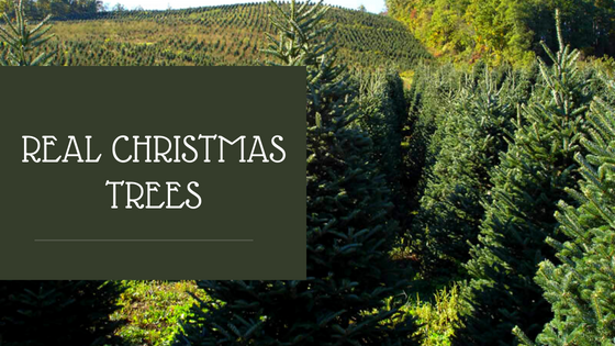 What Are Sustainable Christmas Trees?