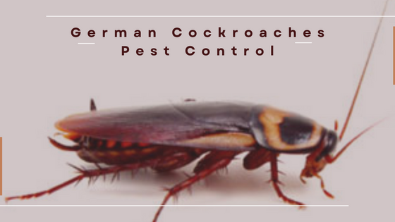 Don’t Let German Cockroaches Take Over Your Home