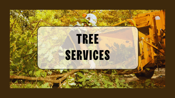 How to Choose the Right Tree Removal Service in Chilliwack, BC