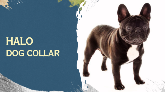 Is a Halo Collar Right For Your Dog?