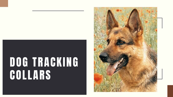 Benefits of GPS Dog Collar Trackers