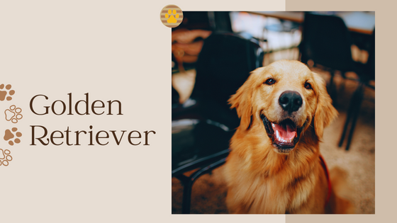 Is Golden Retriever the Best Dog Breed in Estonia?