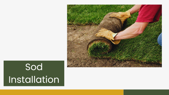 Transforming Outdoor Spaces in Thunder Bay: The Importance of Professional Sod Services