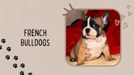 A Day in the Life of a French Bulldog: Insights and Tips for Potential Owners